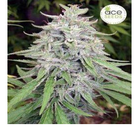 Bangui Haze - ACE SEEDS | TanieSianie.pl