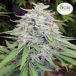 Bangui Haze - ACE SEEDS | TanieSianie.pl