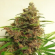 Malawi X Pck - ACE SEEDS | TanieSianie.pl