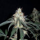 Nepalese Jam - ACE SEEDS | TanieSianie.pl