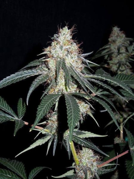 Nepalese Jam - ACE SEEDS | TanieSianie.pl