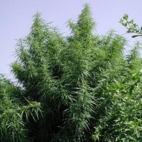 Tropical Mix - ACE SEEDS | TanieSianie.pl