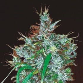 Panama Haze - ACE SEEDS | TanieSianie.pl