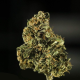 Royal Dwarf Auto - ROYAL QUEEN SEEDS | TanieSianie.pl