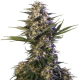 Buddha Kraken - BUDDHA SEEDS | TanieSianie.pl