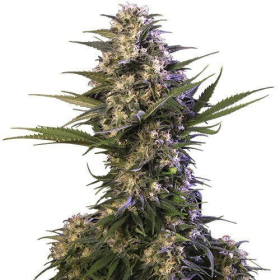 Buddha Kraken - BUDDHA SEEDS | TanieSianie.pl