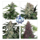 Assorted Auto - BUDDHA SEEDS | TanieSianie.pl