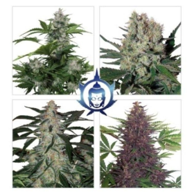 Assorted Auto - BUDDHA SEEDS | TanieSianie.pl