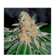 CBD Jam - DELICOUS SEEDS | TanieSianie.pl