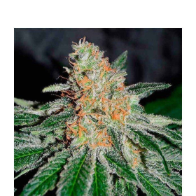 CBD Jam - DELICOUS SEEDS | TanieSianie.pl