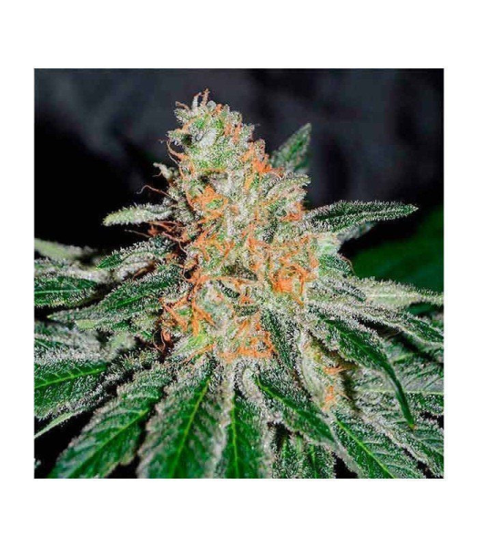 CBD Jam - DELICOUS SEEDS | TanieSianie.pl