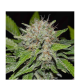 Deep Mandarine CBD - DELICOUS SEEDS | TanieSianie.pl