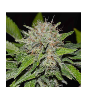 Deep Mandarine CBD - DELICOUS SEEDS | TanieSianie.pl