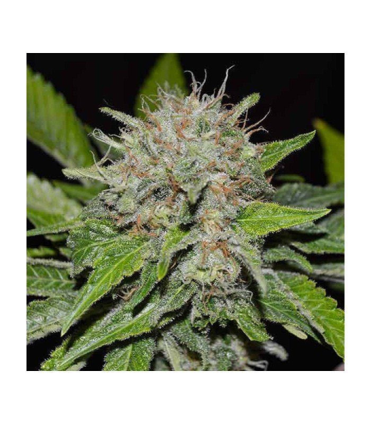 Deep Mandarine CBD - DELICOUS SEEDS | TanieSianie.pl