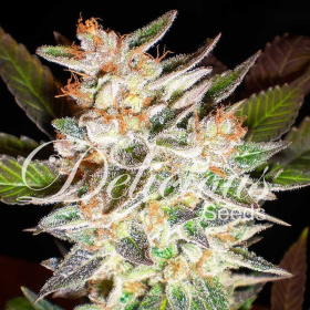Delicious Candy - DELICOUS SEEDS | TanieSianie.pl