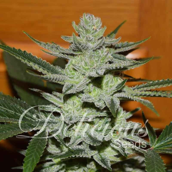 Desconocida Kush - DELICOUS SEEDS | TanieSianie.pl