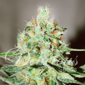 Jägg Kush - DELICOUS SEEDS | TanieSianie.pl