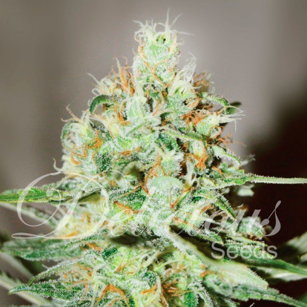 Jägg Kush - DELICOUS SEEDS | TanieSianie.pl