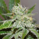 Original Juan Herer - DELICOUS SEEDS | TanieSianie.pl