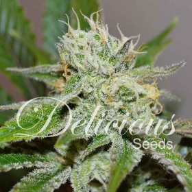 Original Juan Herer - DELICOUS SEEDS | TanieSianie.pl
