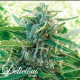 Sugar Black Rose Early Version - DELICOUS SEEDS | TanieSianie.pl