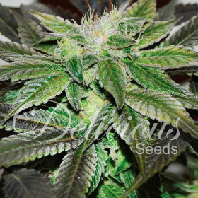 Sugar Candy - DELICOUS SEEDS | TanieSianie.pl