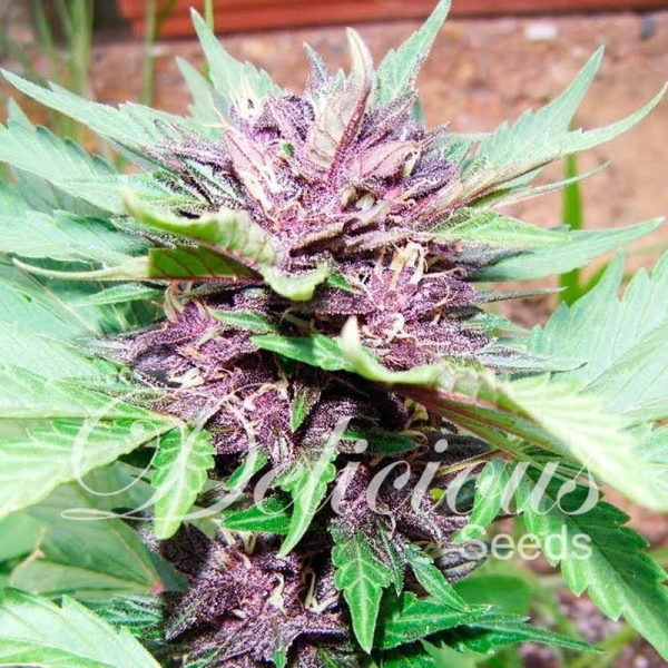 Auto Dark Purple - DELICOUS SEEDS | TanieSianie.pl