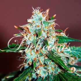 Critical Neville Haze Auto - DELICOUS SEEDS | TanieSianie.pl