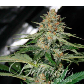 Delicious Candy Auto - DELICOUS SEEDS | TanieSianie.pl