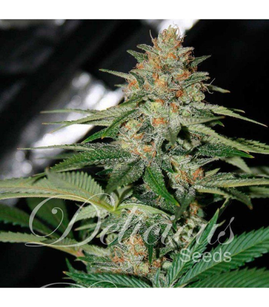 Delicious Candy Auto - DELICOUS SEEDS | TanieSianie.pl