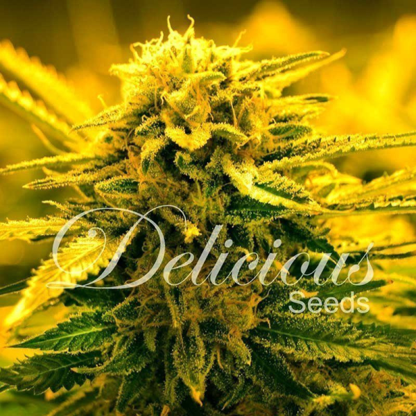 Sugar Black Rose Auto - DELICOUS SEEDS | TanieSianie.pl