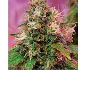 CBD OG Kush - CBD CREW | TanieSianie.pl