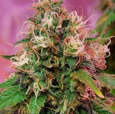 CBD OG Kush - CBD CREW | TanieSianie.pl