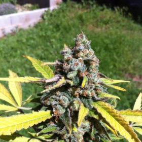 Auto AK - CBD Seeds | TanieSianie.pl
