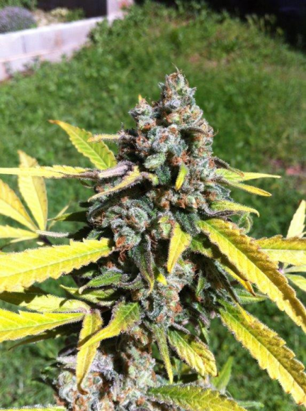 Auto AK - CBD Seeds | TanieSianie.pl