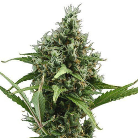 Auto Amnesia - CBD Seeds | TanieSianie.pl