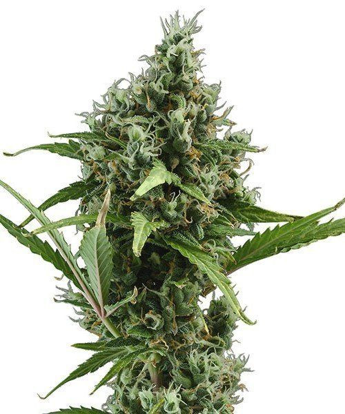 Auto Amnesia - CBD Seeds | TanieSianie.pl