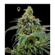 24 Gold - DNA GENETICS | TanieSianie.pl