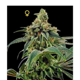 24 Gold - DNA GENETICS | TanieSianie.pl