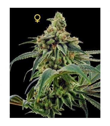 24 Gold - DNA GENETICS | TanieSianie.pl