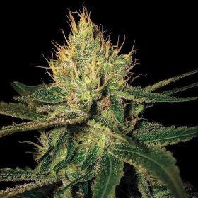 Cannalope Haze - DNA GENETICS | TanieSianie.pl
