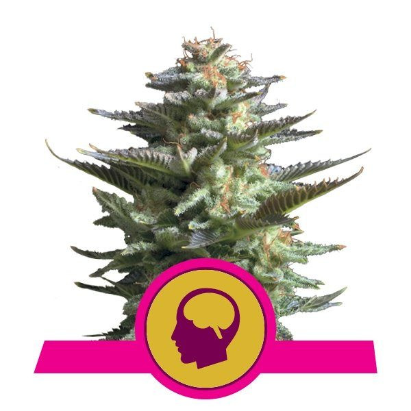 Blue Mystic - ROYAL QUEEN SEEDS | TanieSianie.pl