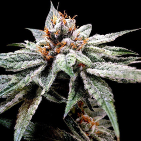 Dj's Gold - DNA GENETICS | TanieSianie.pl