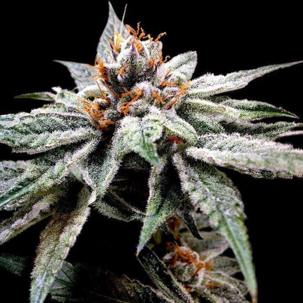 Dj's Gold - DNA GENETICS | TanieSianie.pl