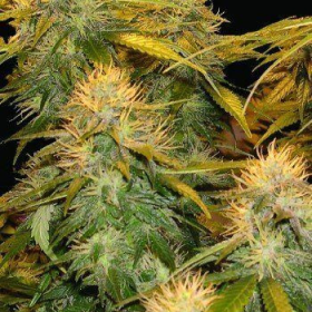 DNA Mix Pack - DNA GENETICS | TanieSianie.pl