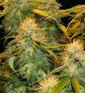 DNA Mix Pack - DNA GENETICS | TanieSianie.pl