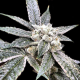 Golden Berry - DNA GENETICS | TanieSianie.pl