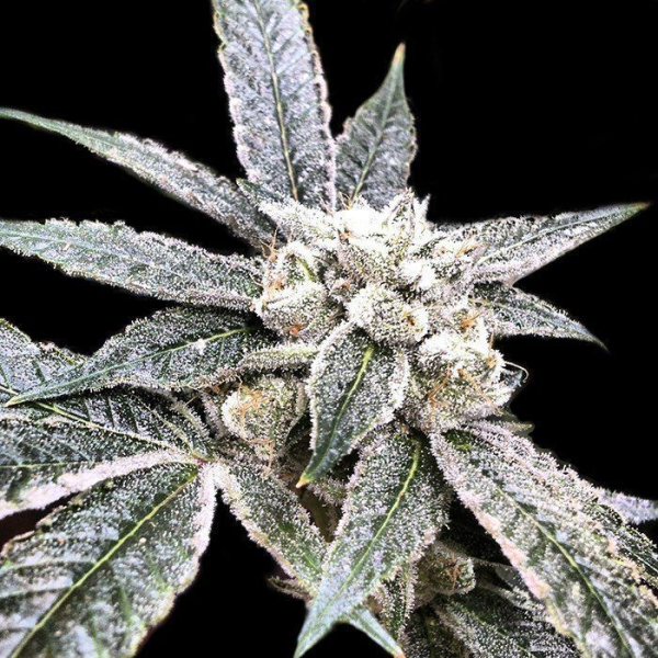 Golden Berry - DNA GENETICS | TanieSianie.pl