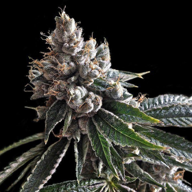 Golden Lemons - DNA GENETICS | TanieSianie.pl