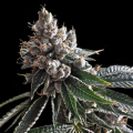 Golden Lemons - DNA GENETICS